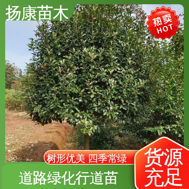 扬康苗木 红叶石楠 绿化工程专用苗 适用性强 规格齐全