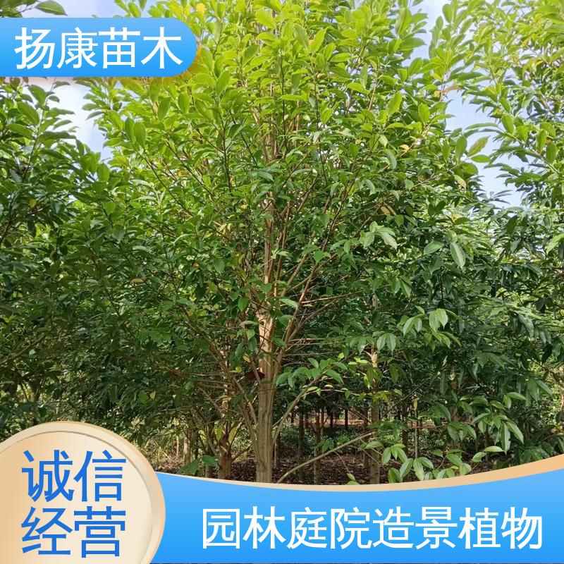 扬康苗木 15公分平 昌含笑 城市景观绿化树 高成活率 规格齐全