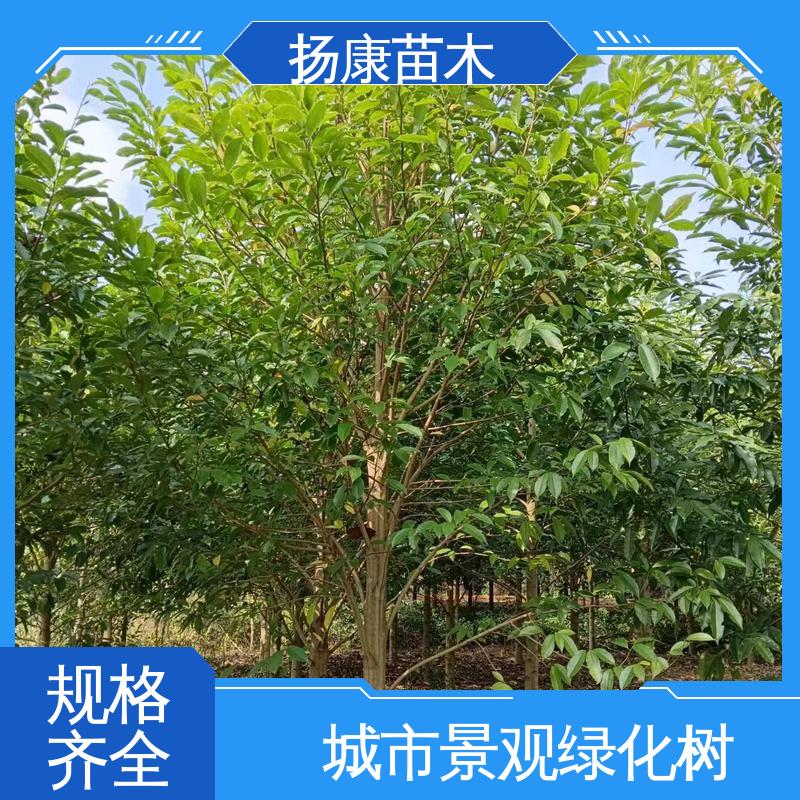 扬康苗木 基地供应 四 川乐 昌含笑 园区道路绿化苗 环境适应性强