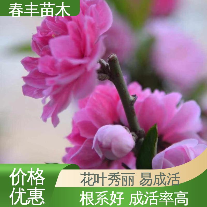 春丰苗木 基地供应 罩手桃40元装车 成活率高 适应性强