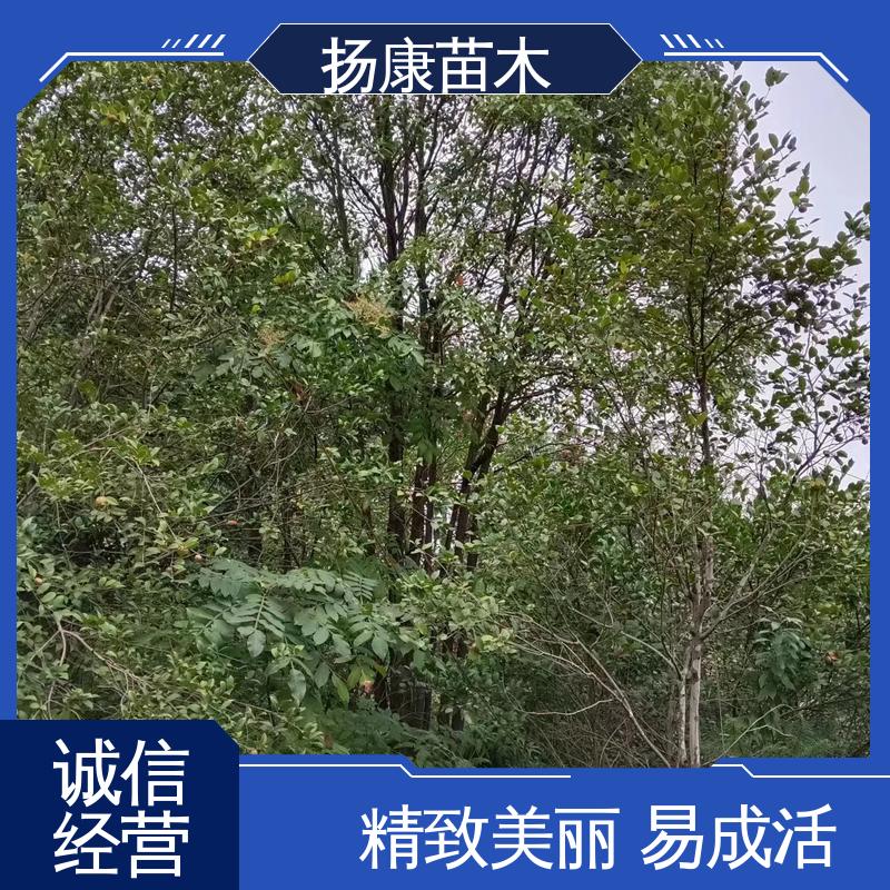 扬康苗木 15公分香樟 绿化工程改造苗 高端大气美观