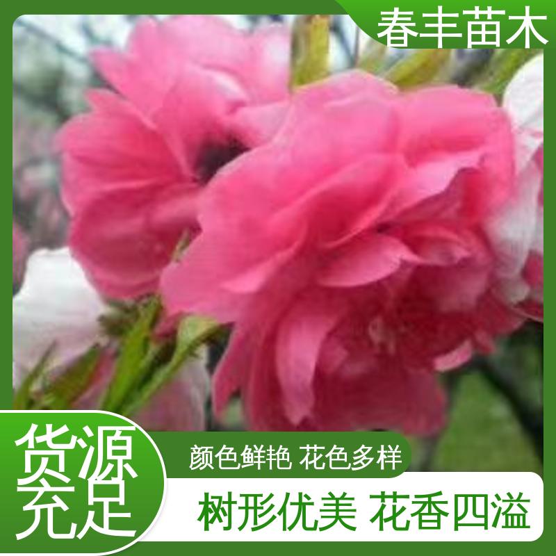 春丰苗木 基地供应 簪粉碧桃50元上车价 花叶秀丽 易成活