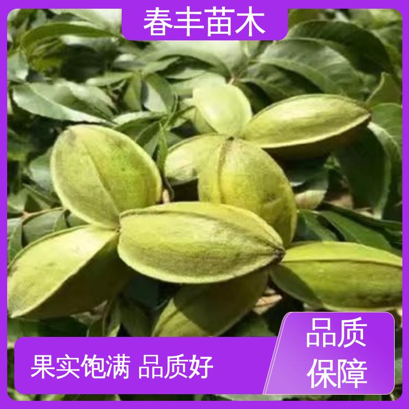 春丰苗木 美国碧根果苗3元一株 良种培育 规格齐全 物流配送
