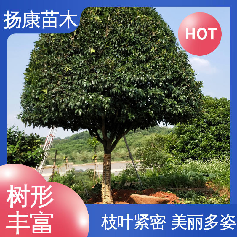 扬康苗木 移植香樟 绿化工程改造苗 高端大气美观