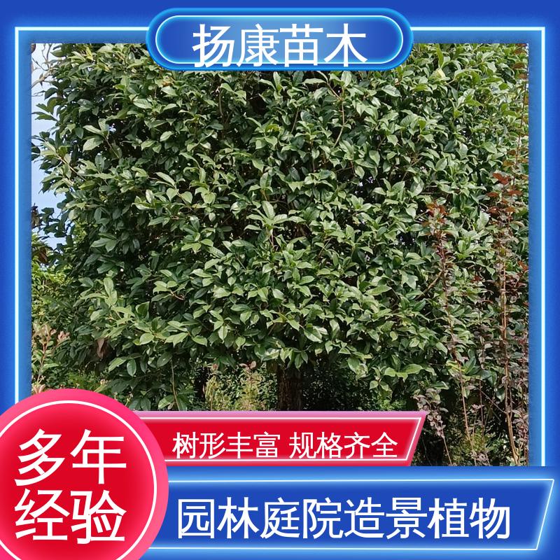 扬康苗木 基地供应 18公分香樟 园林景区栽植 树形丰富 成活率高