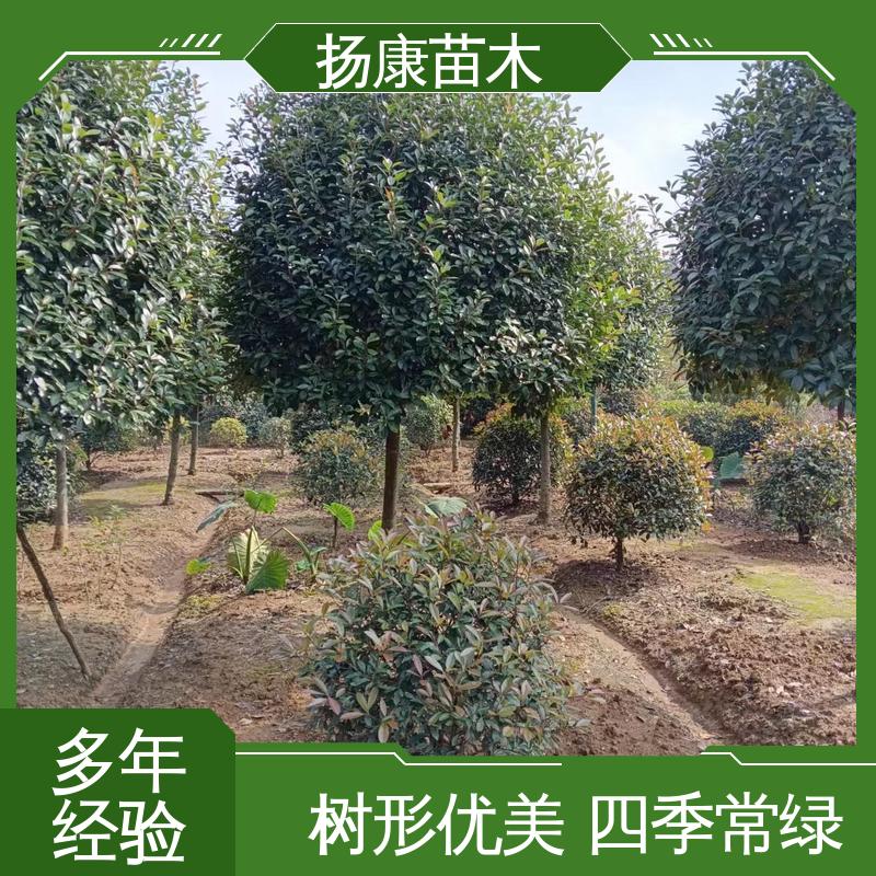 扬康苗木 基地供应 红叶石楠球 园区道路绿化苗 观赏价值高