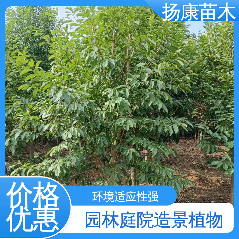 扬康苗木 乐 昌含笑批发 园区道路绿化苗 造型优美 易成活