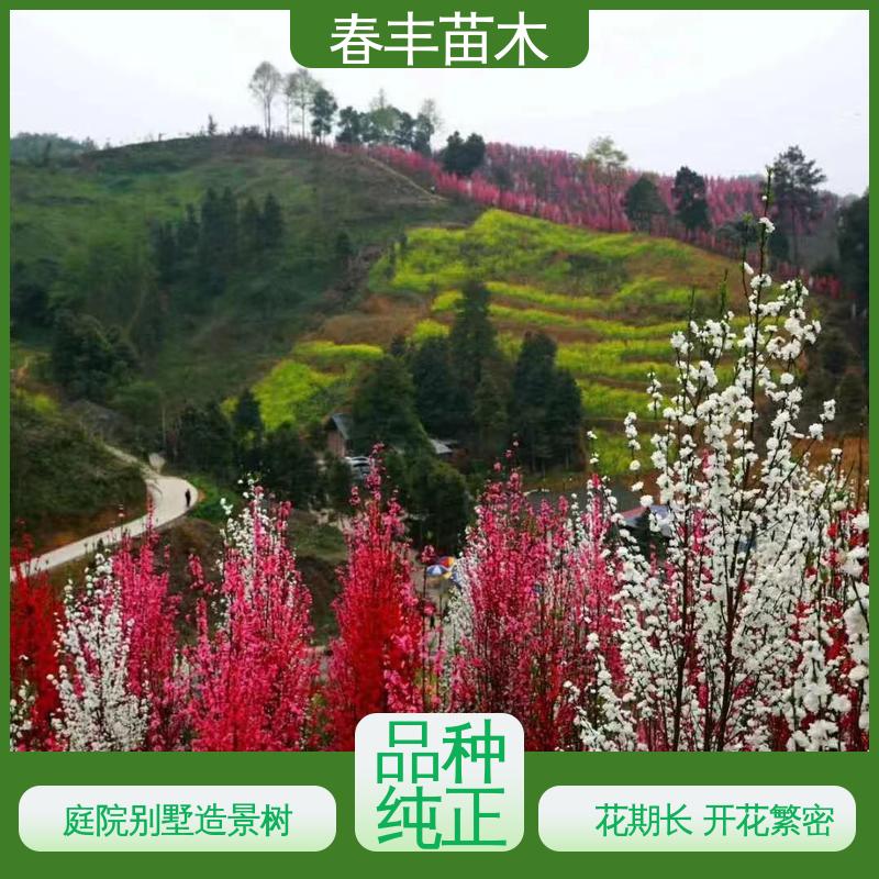 春丰苗木 基地现挖 帚桃30元打土球上车 颜色鲜艳 花色多样