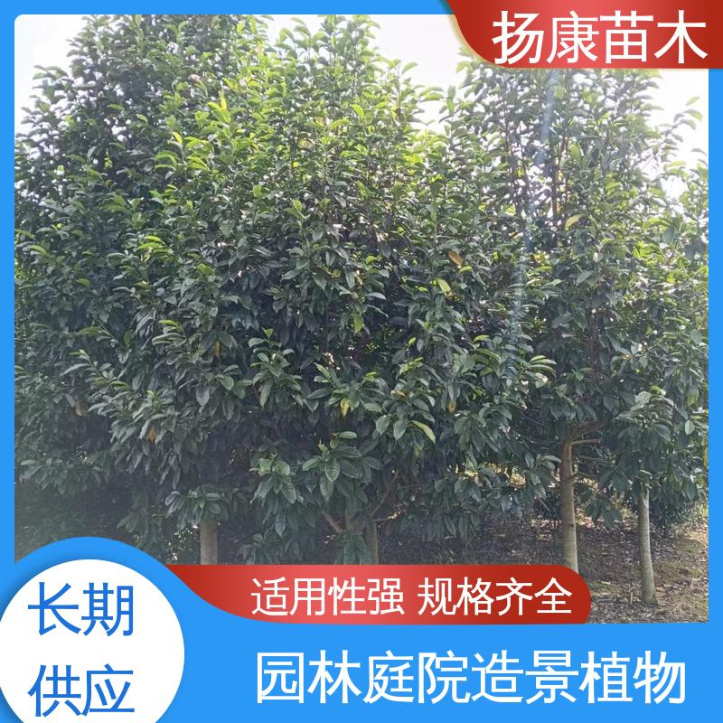 扬康苗木 基地供应 18公分乐 昌含笑 城市景观绿化树 观赏价值高