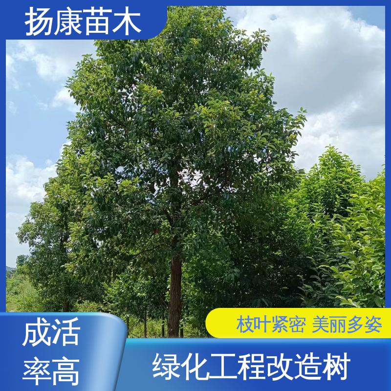 扬康苗木 基地供应 15公分香樟 绿化工程改造苗 树形丰富 成活率高