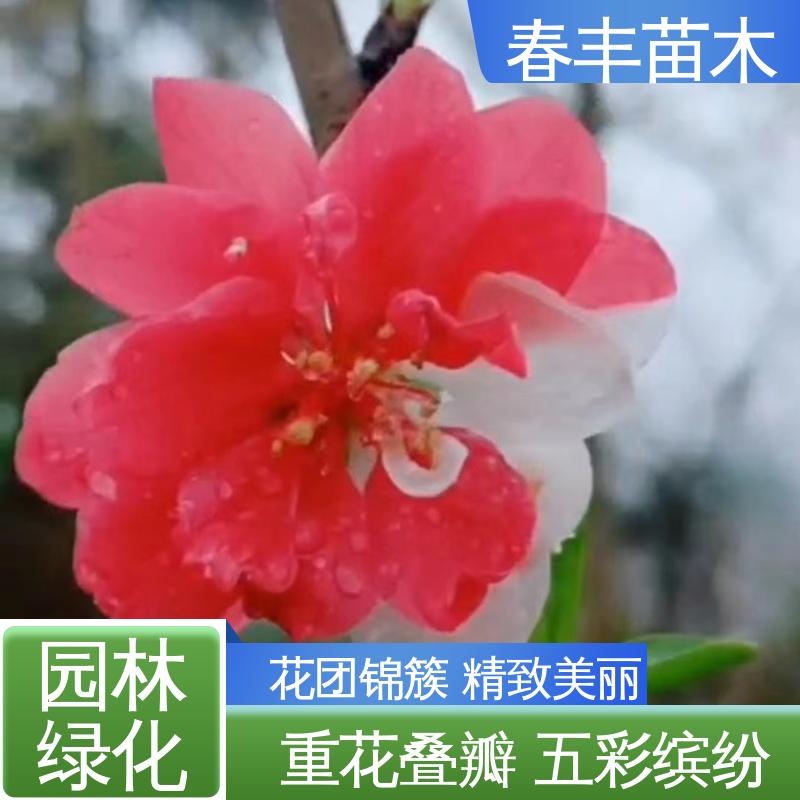 春丰苗木 基地供应 粉菊花桃50元上车价 成活率高 适应性强