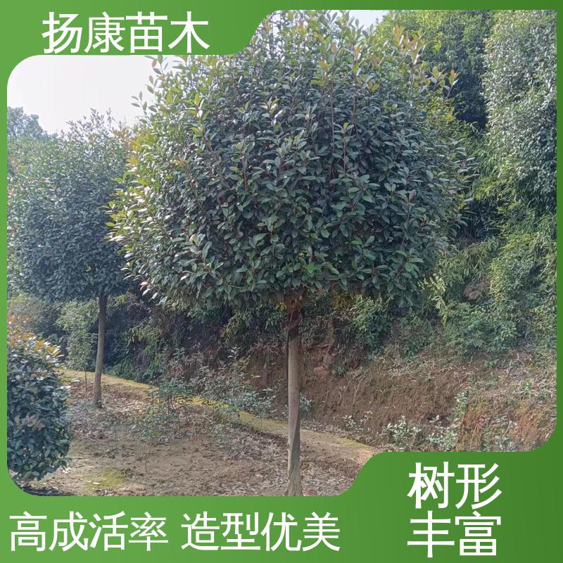 扬康苗木 基地供应 红叶石楠 绿化工程行道树 枝叶紧密 美丽多姿