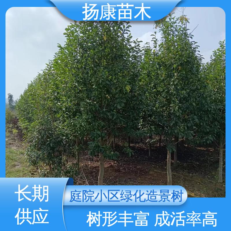 扬康苗木 20公分乐 昌合笑 新农村市政绿化工程改造苗 造型优美 易成活
