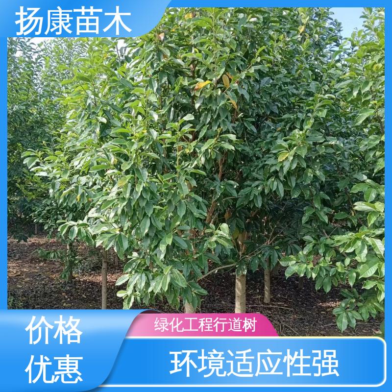 扬康苗木 湖 南 乐 昌含笑 园林绿化专用树 环境适应性强
