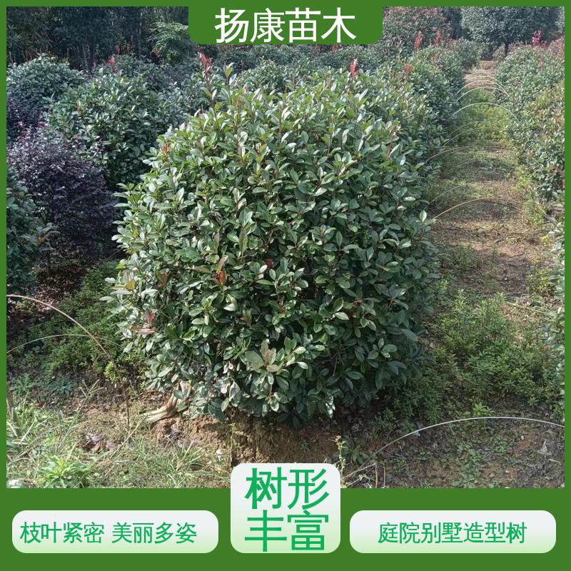 扬康苗木 纸石楠球 园林绿化工程设计 造型优美 易成活