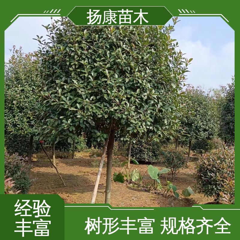 扬康苗木 基地供应 纸石楠球 道路绿化行道苗 观赏价值高
