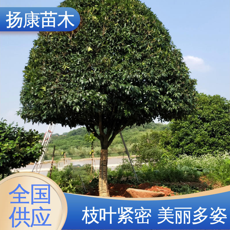 扬康苗木 基地供应 30公分香樟 园林庭院造景植物 树形丰富 成活率高