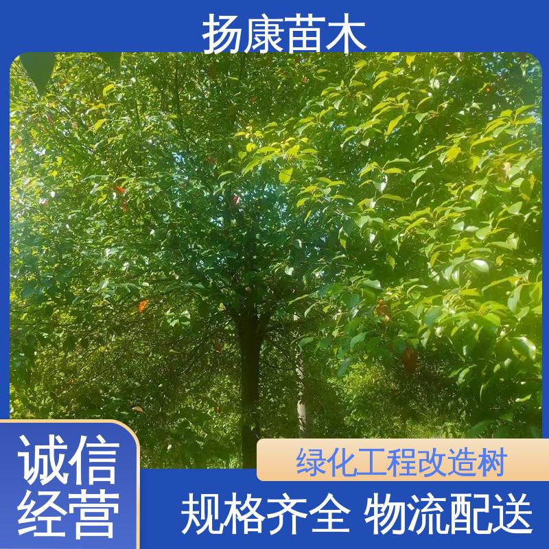 扬康苗木 基地供应 湖 南香樟 园林庭院造景植物 造型优美 易成活