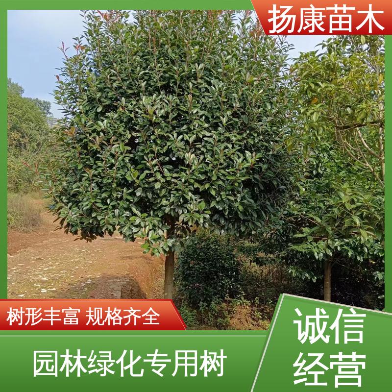 扬康苗木 基地供应 红叶石楠树 绿化工程改造苗 树形丰富 成活率高