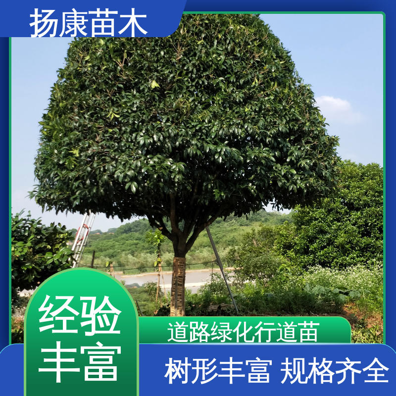 扬康苗木 基地供应 湖 南香樟 园林景区栽植 树形丰富 成活率高