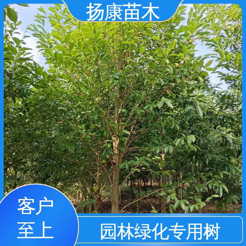 扬康苗木 基地供应 精品乐 昌含笑 道路绿化行道苗 环境适应性强