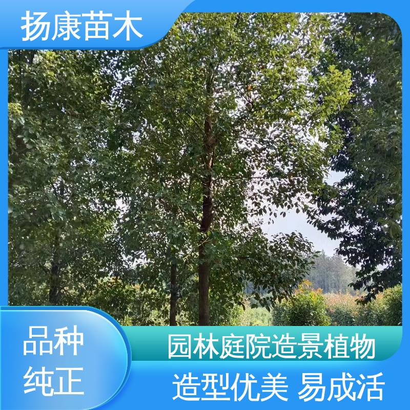 扬康苗木 乐 昌含笑 绿化工程行道树 高成活率 规格齐全