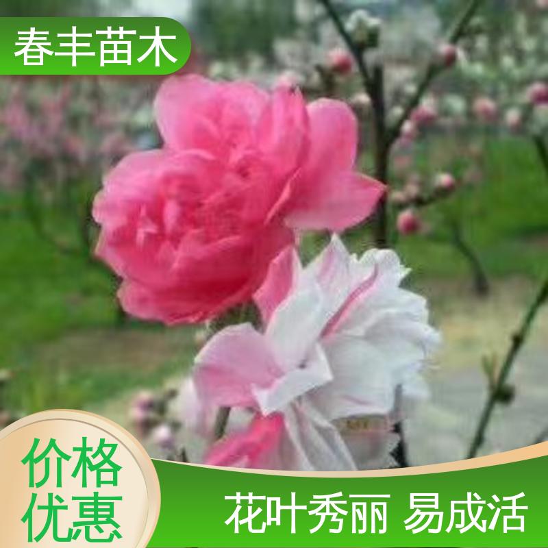 春丰苗木 观赏桃花批发零售 树形丰富 花香四溢 花瓣多 花朵大 效果佳