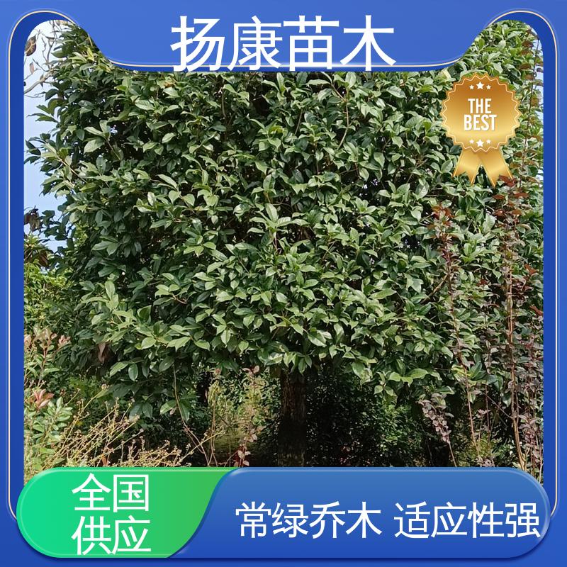 扬康苗木 30公分香樟 园林绿化专用树 适用性强 规格齐全