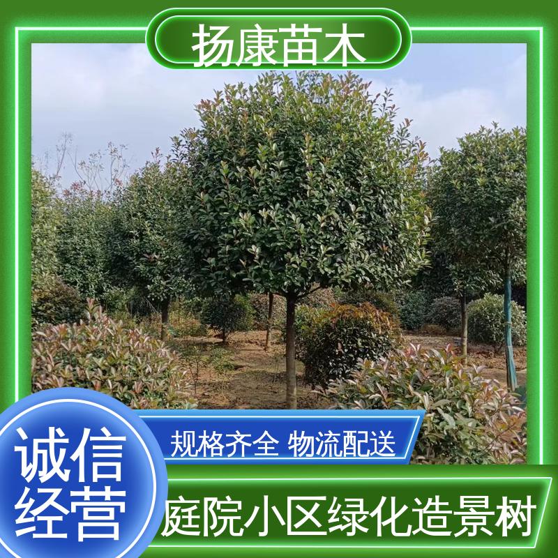 扬康苗木 小楠 城市景观绿化树 高成活率 规格齐全