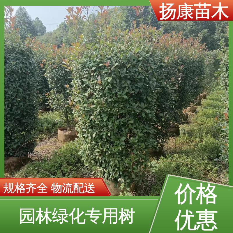 扬康苗木 小楠 城市景观绿化树 枝叶紧密 美丽多姿
