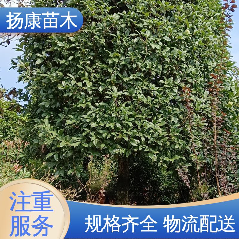 扬康苗木 基地供应 30公分香樟 园林景区栽植 精致美丽 易成活