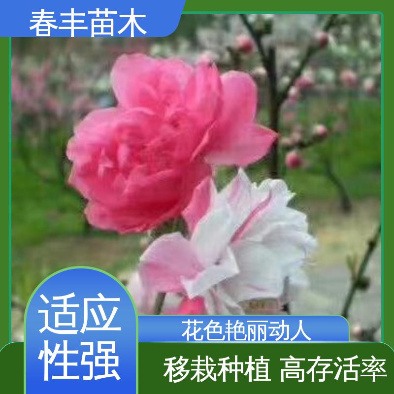 春丰苗木 桃花树苗购买 园林庭院造景植物 规格齐全 物流配送