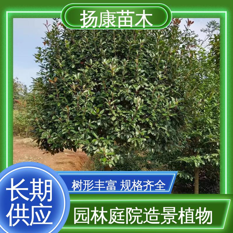 扬康苗木 小楠 园林庭院造景植物 造型优美 易成活