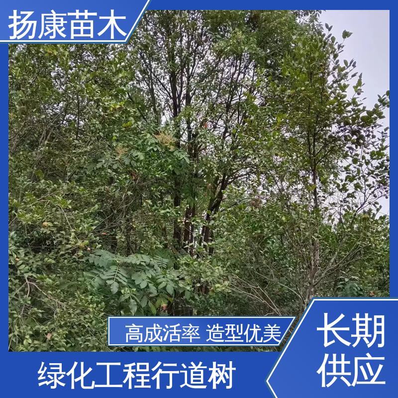扬康苗木 基地供应 移植香樟 城市景观绿化树 高成活率 规格齐全
