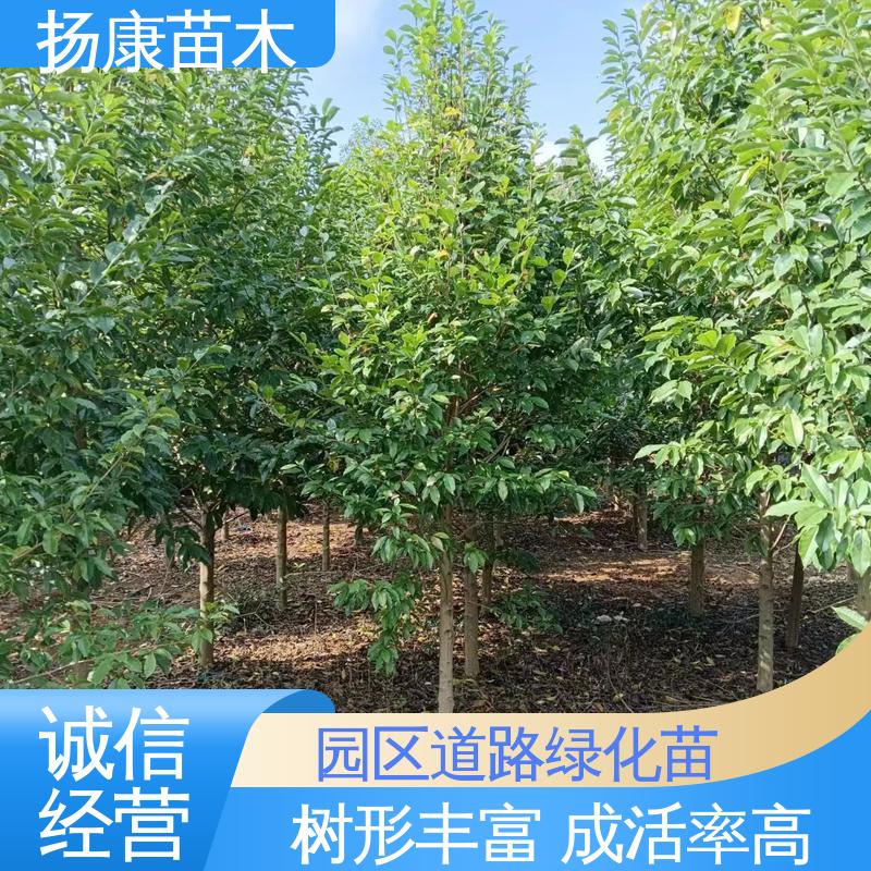扬康苗木 乐 昌含笑苗 绿化工程专用苗 精致美丽 易成活