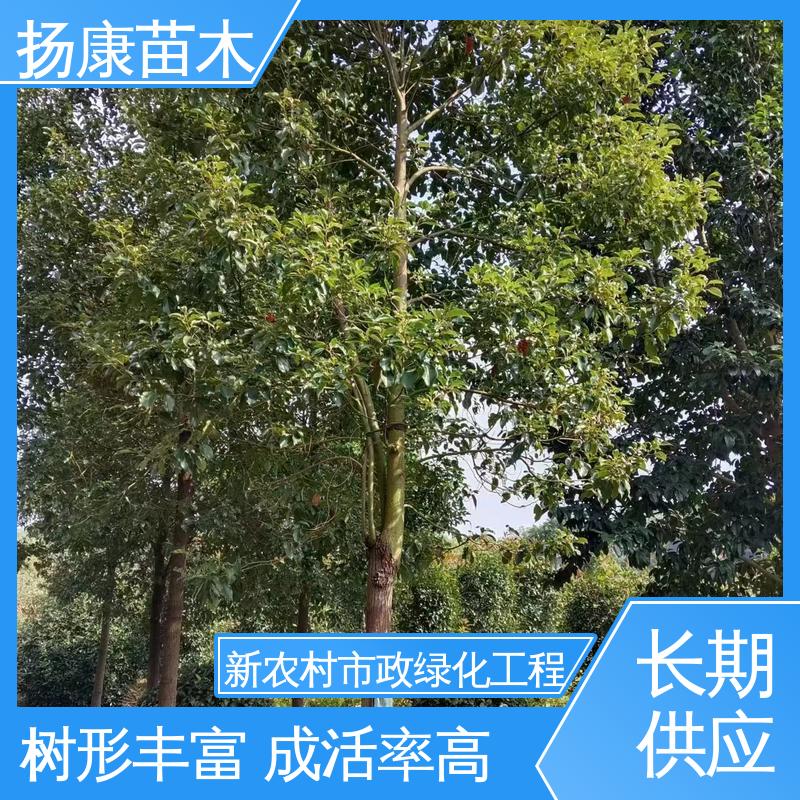 扬康苗木 15公分平 昌含笑 园林景区栽植 高端大气美观