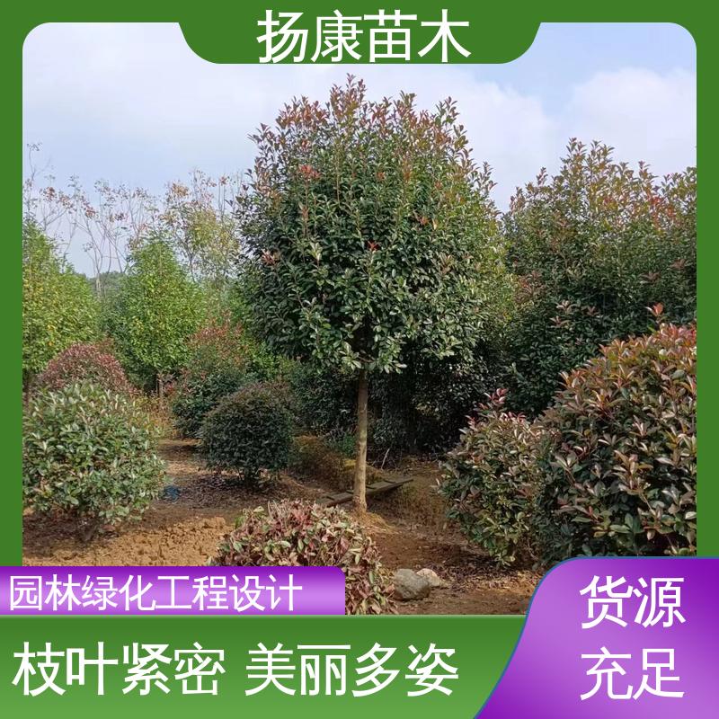 扬康苗木 红叶石楠球 城市景观绿化树 树形丰富 成活率高