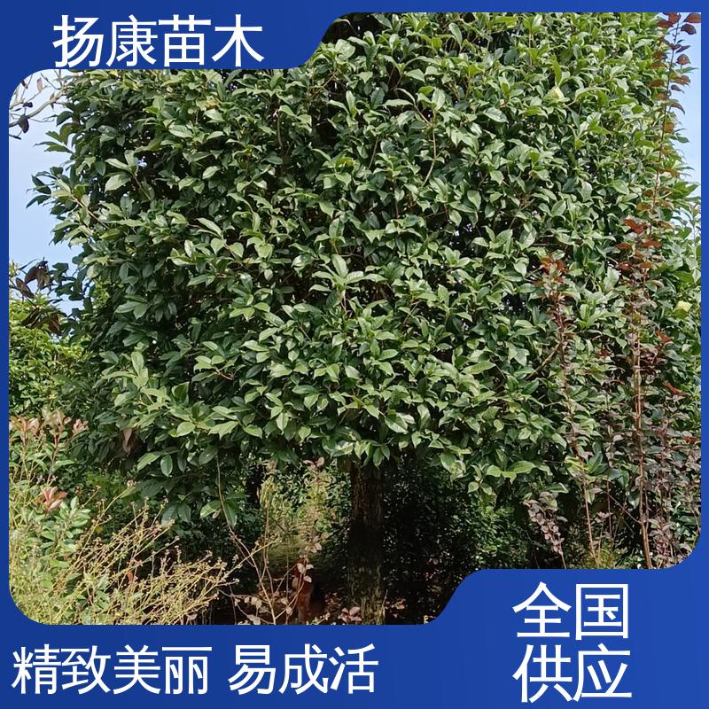 扬康苗木 湖 南香樟 绿化工程专用苗 树形丰富 成活率高
