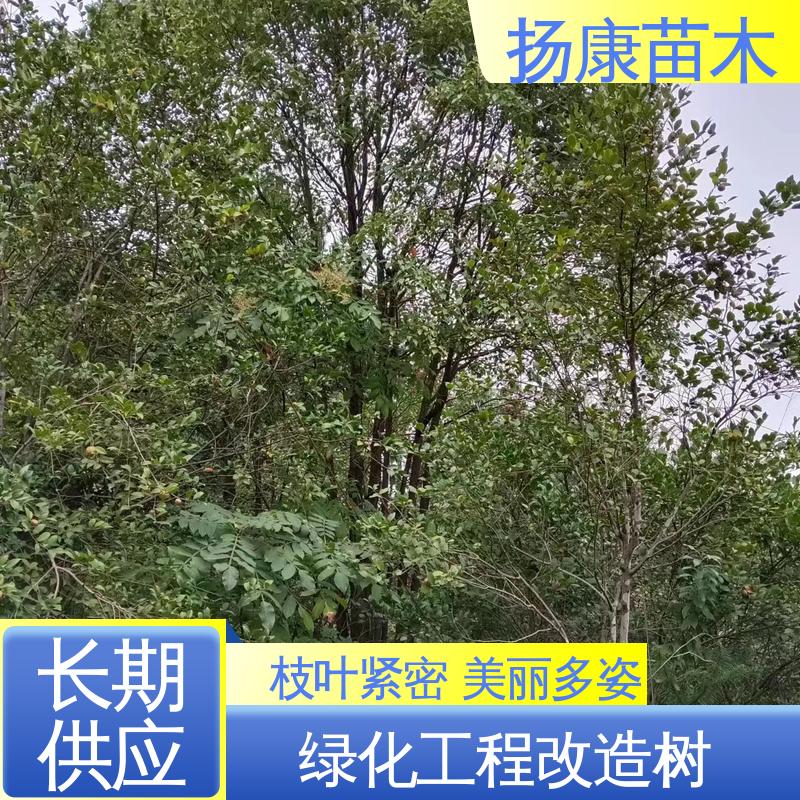 扬康苗木 20公分香樟 绿化工程改造苗 观赏价值高