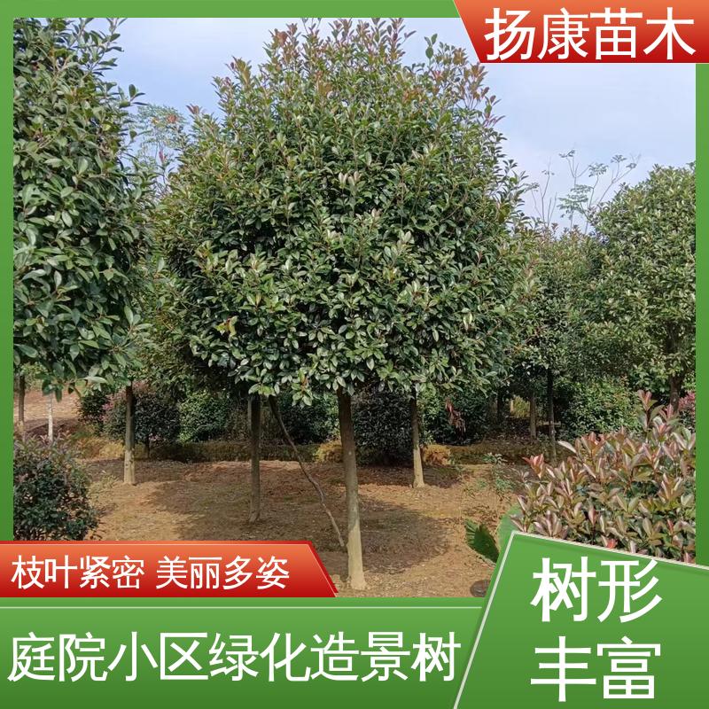 扬康苗木 红叶石楠球 道路绿化行道苗 适用性强 规格齐全