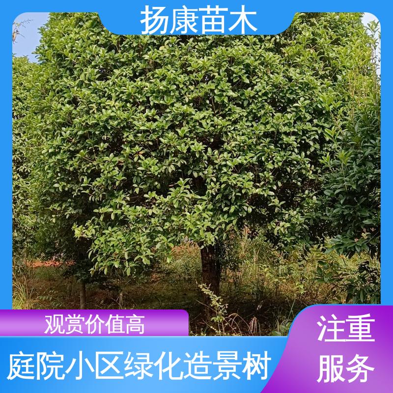 扬康苗木 基地供应 浙 江乐 昌含笑 园区道路绿化苗 适用性强 规格齐全