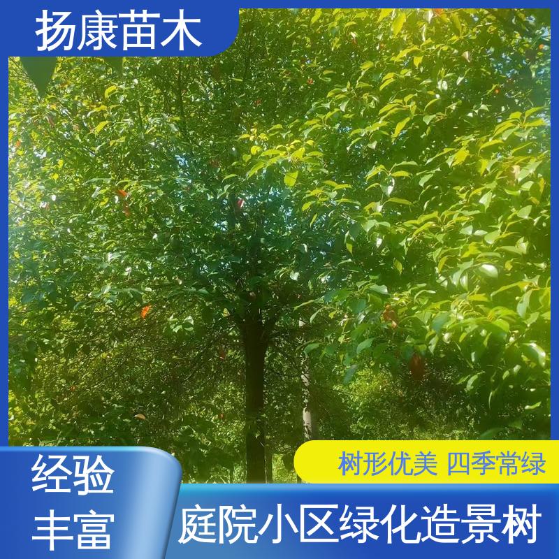 扬康苗木 基地供应 丛生香樟树 园林庭院造景植物 适用性强 规格齐全