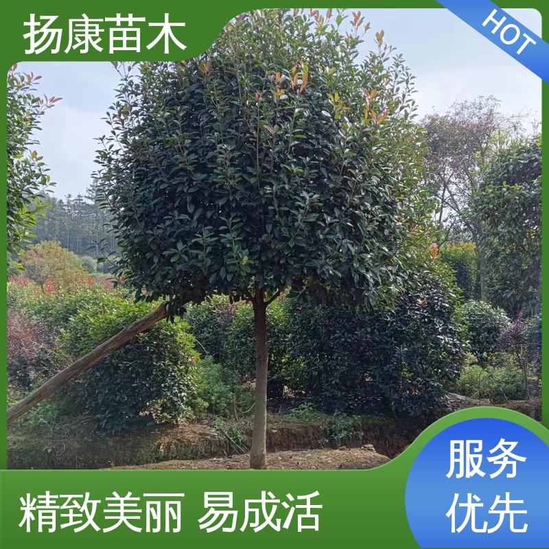 扬康苗木 基地供应 小楠 道路绿化行道苗 适用性强 规格齐全