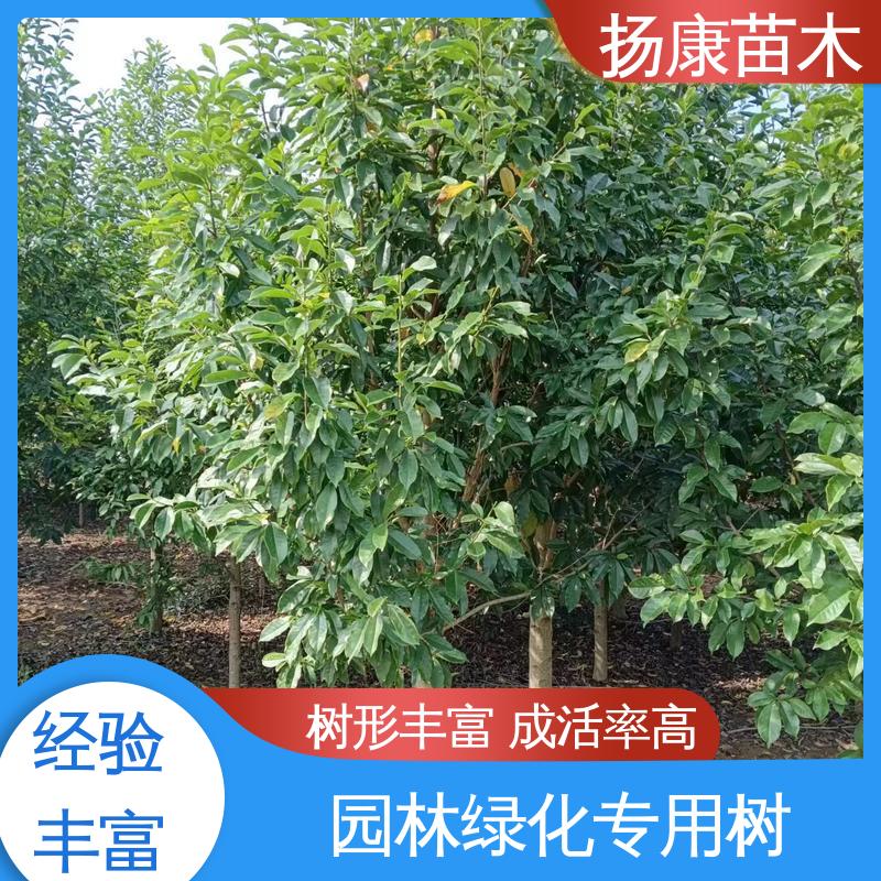 扬康苗木 湖 南 乐 昌含笑 绿化工程专用苗 精致美丽 易成活