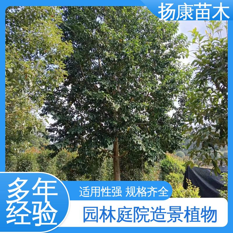 扬康苗木 18公分乐 昌含笑 园林庭院造景植物 造型优美 易成活