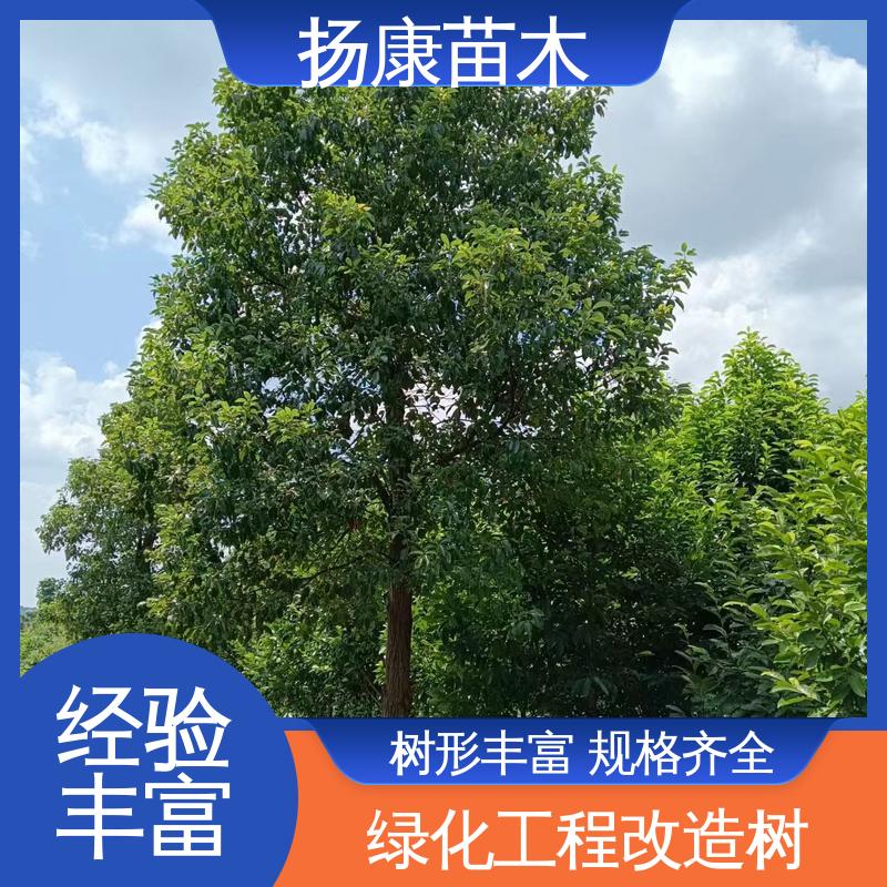 扬康苗木 基地供应 丛生香樟苗 园林绿化专用树 高端大气美观