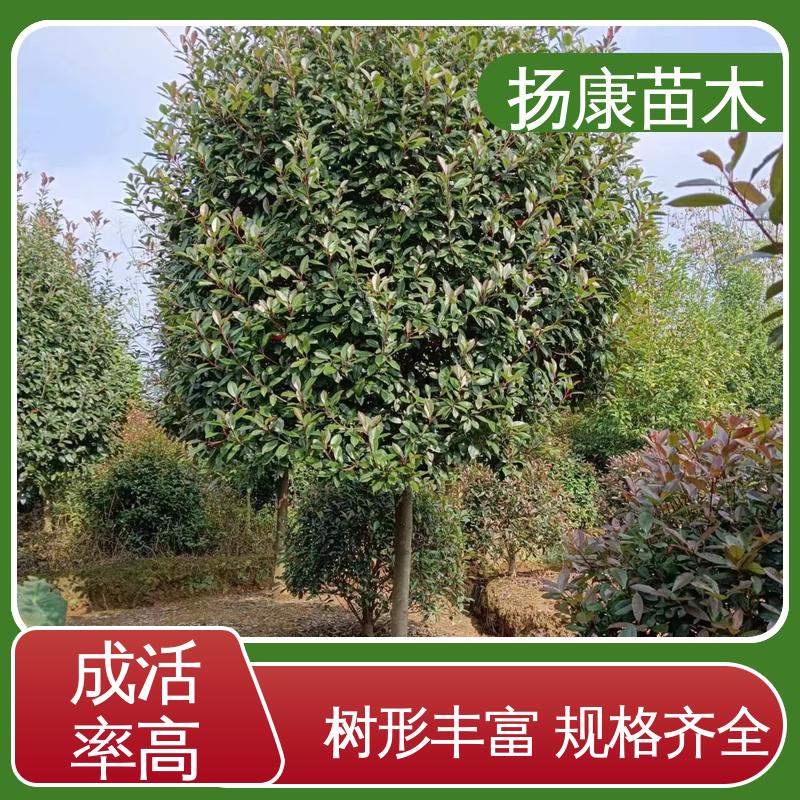扬康苗木 纸石楠球 园区道路绿化苗 枝叶紧密 美丽多姿