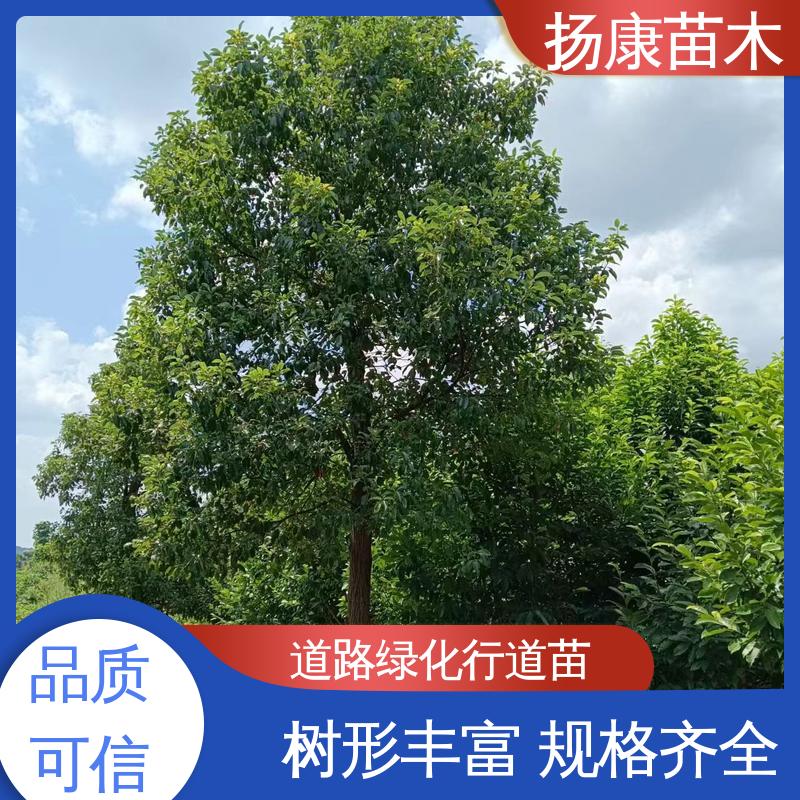 扬康苗木 50公分香樟 绿化工程专用苗 观赏价值高