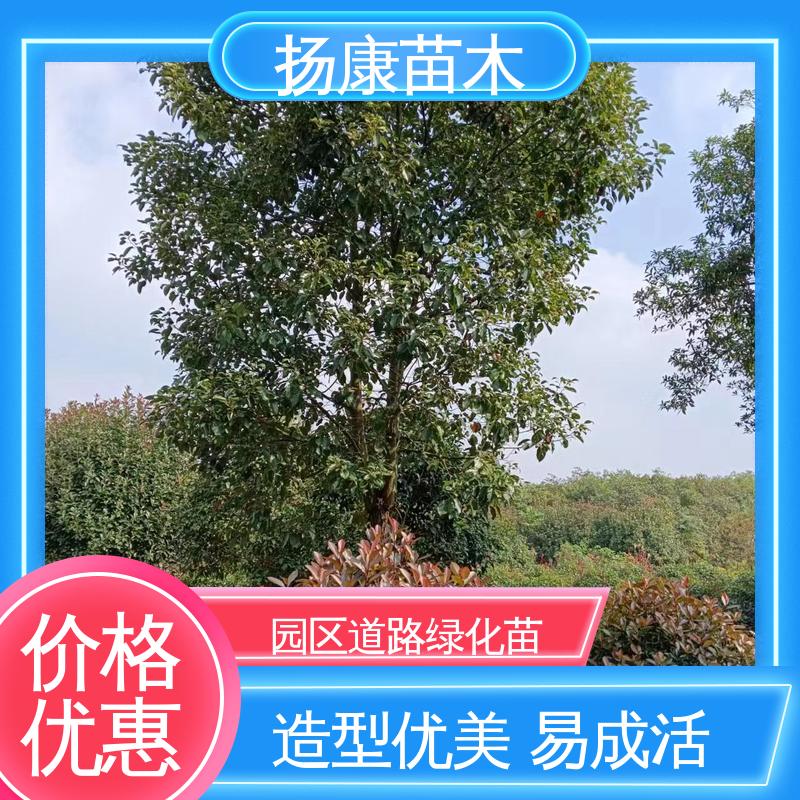 扬康苗木 15公分平 昌含笑 园区道路绿化苗 造型优美 易成活