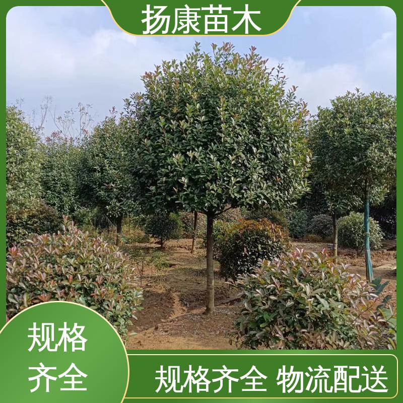 扬康苗木 基地供应 红叶南栓 绿化工程专用苗 高成活率 规格齐全